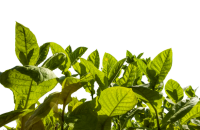 Tobacco
